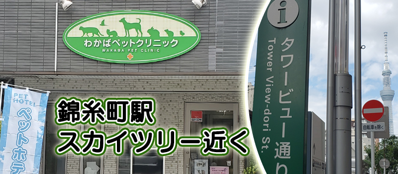 墨田区犬猫エキゾチック動物病院錦糸町